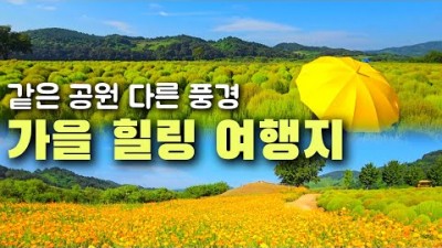 연천 임진강 댑싸리축제, 가을축제, 백일홍, 서울근교 축제여행 가볼만한곳