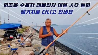 서울근교 원투낚시 포인트, 시화방조제 숭어, 우럭 원투낚시 조황정보