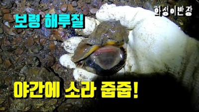 보령 천북 굴단지 소라 야간해루질 충남 서해안 해루질 포인트 가볼만한곳