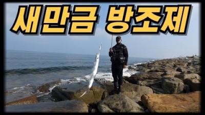 새만금방조제 삼치낚시 풀치낚시 군산 바다낚시 포인트 추천